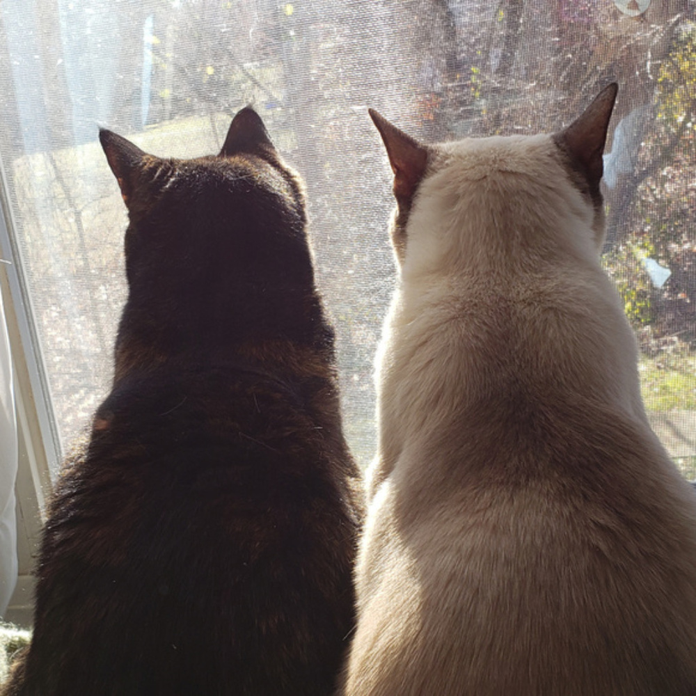 Meet your Posher, Emmie